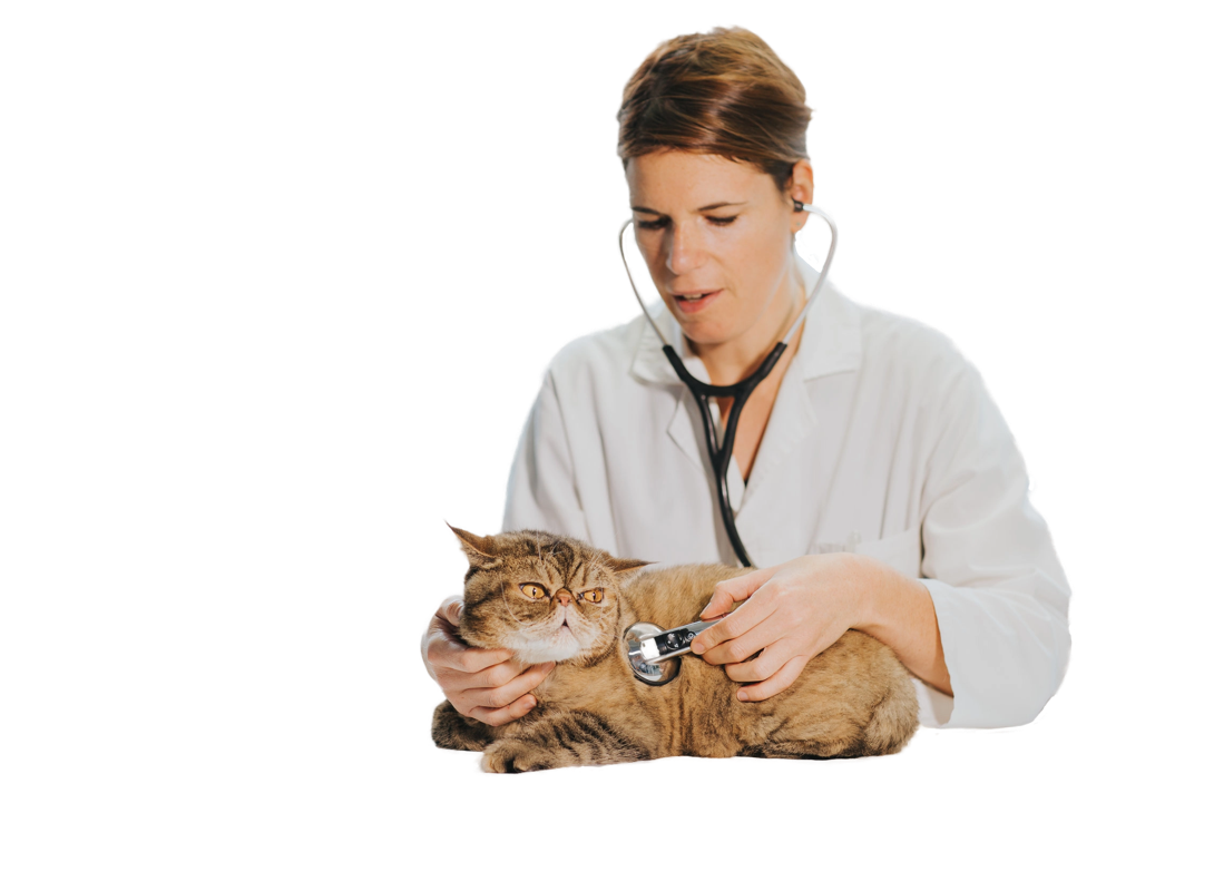 Está Maite, médico veterinario de la clínica veterinaria El Jardín, auscultando a un gato persa de pelo corto color marrón.